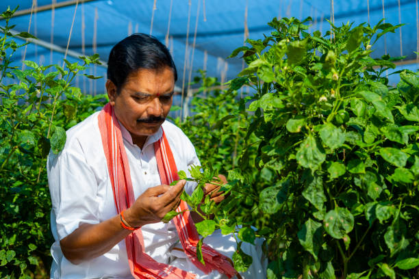 Farmer Field School and Support